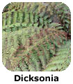 Dicksonia